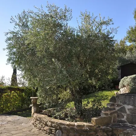 Rosa קורטונה